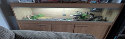 Python Snake reptiles for sale: Ball python and set up - Advert 1
