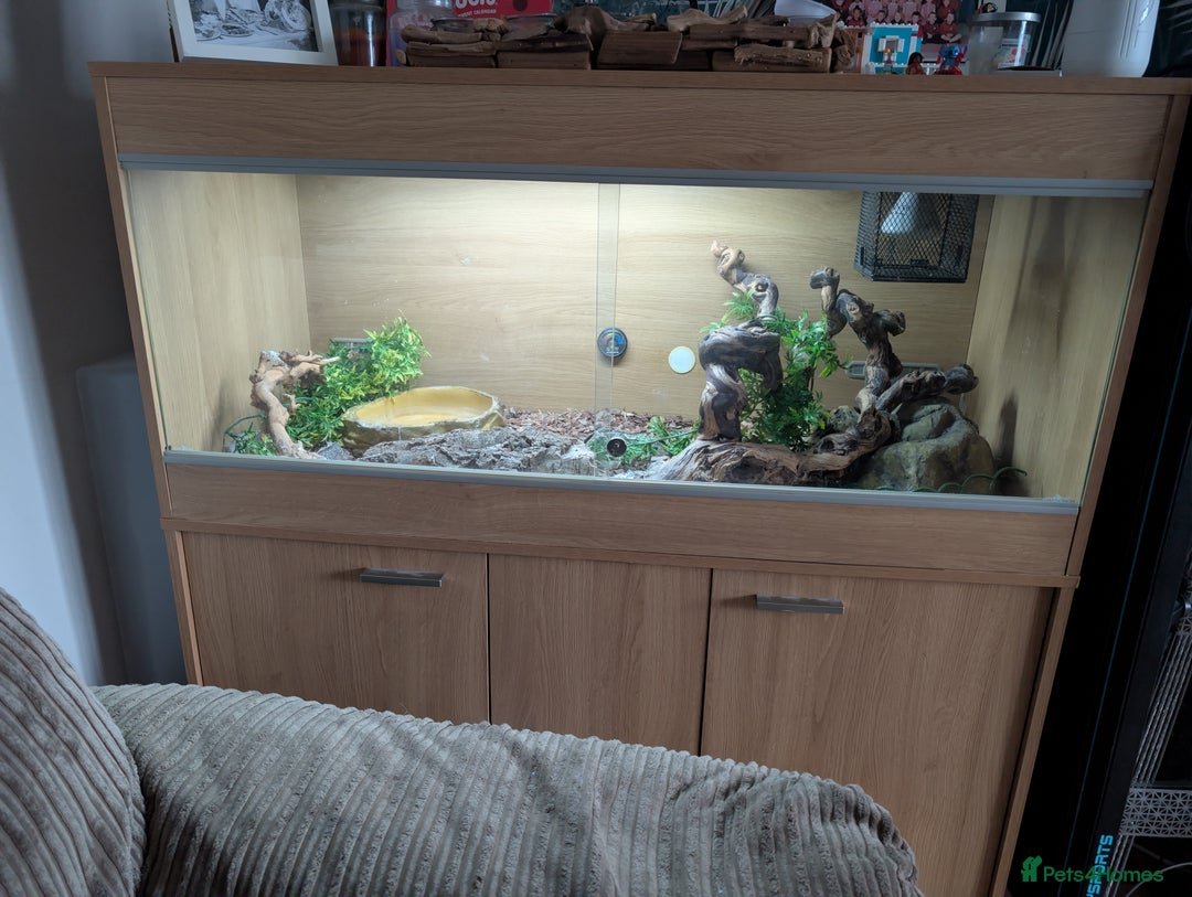Python Snake reptiles for sale: Ball python and set up - Advert 1
