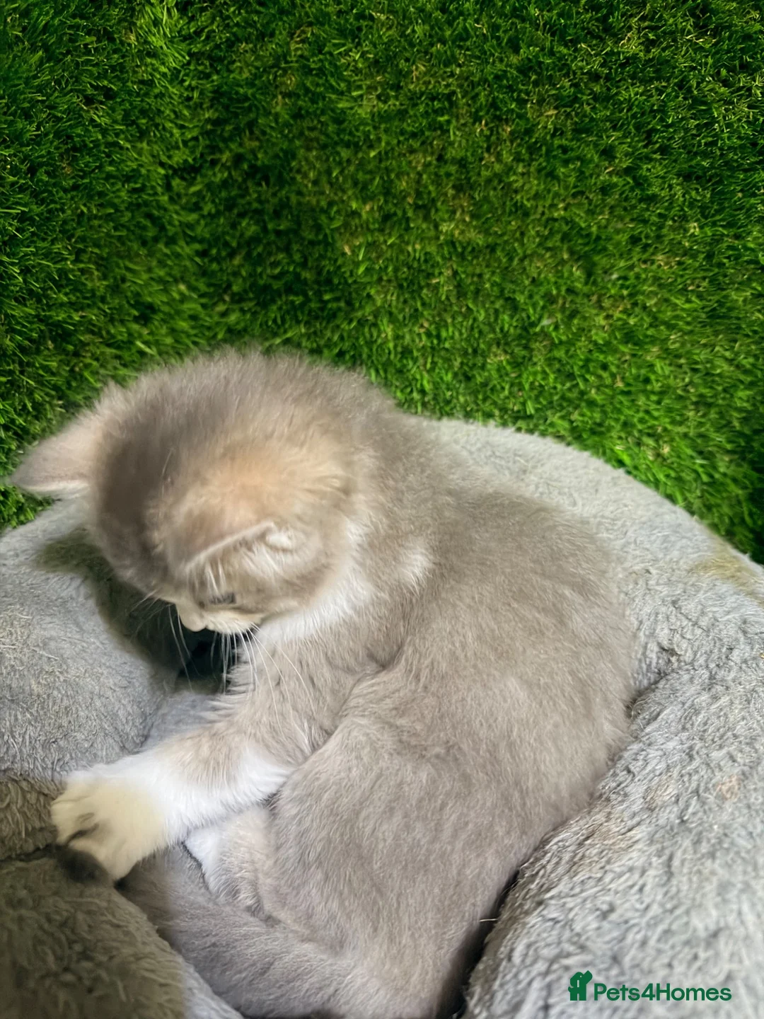 Mixed Breed cats for sale: Beautiful Fluffy Grey Female Kitten  - Advert 7