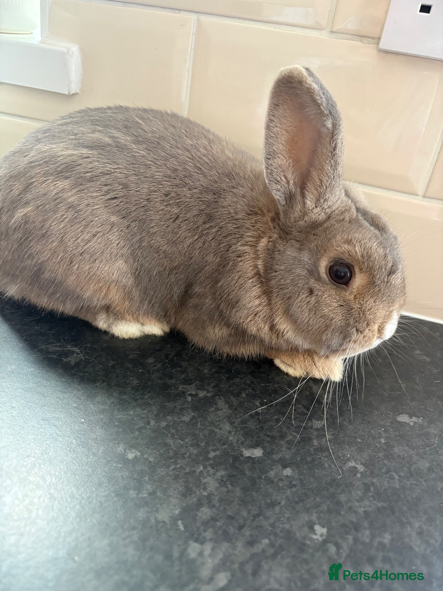 Mixed Breed rabbits for sale: Mini lop/New Zealand bunny  - Advert 6
