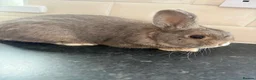 Mixed Breed rabbits for sale: Mini lop/New Zealand bunny  in Torpoint - Advert 1