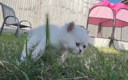 British Longhair cats for sale: 6 Adorable British ShortHair X LongHair kittens .  - Image 37