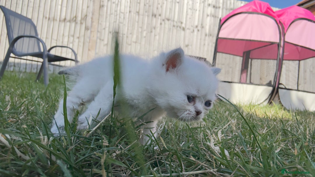 British Longhair cats for sale: 6 Adorable British ShortHair X LongHair kittens .  - Image 37