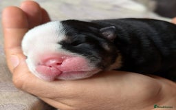 English Bulldog dogs for sale: 🐶🩵 English Bulldog Puppies for Sale 🐾✨ - Image 7