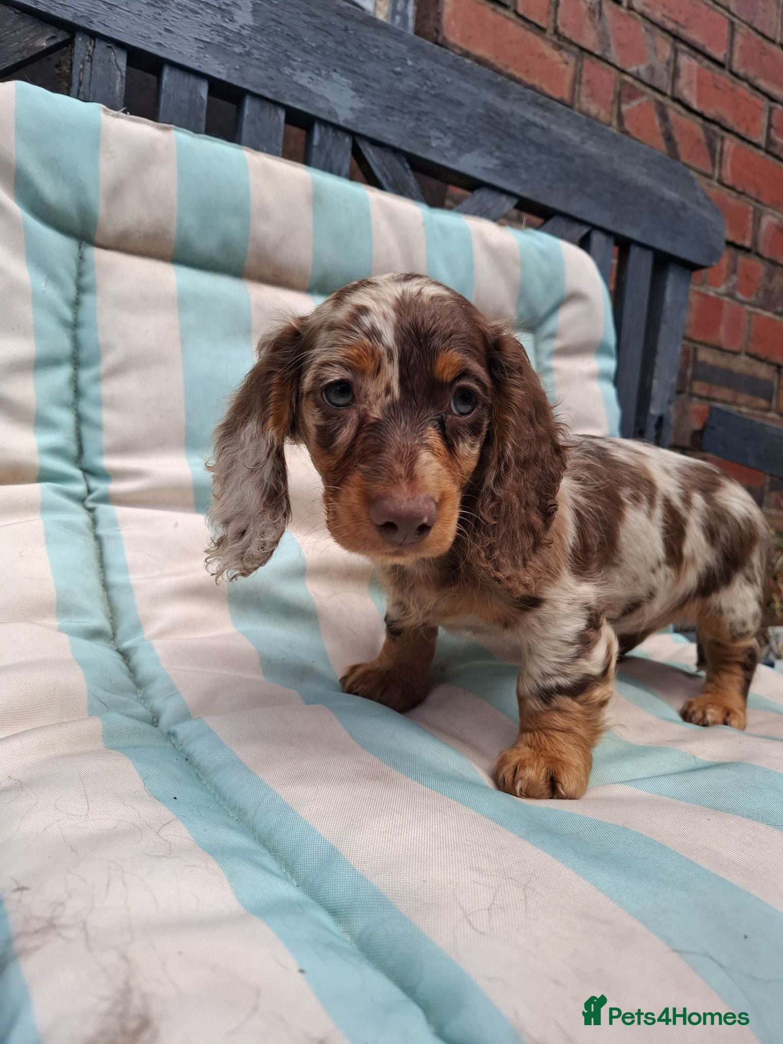Miniature Dachshund dogs Long Haired miniature dachshund puppies  - Advert 15