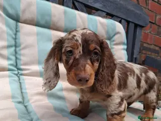 Miniature Dachshund dogs Long Haired miniature dachshund puppies - Advert 3
