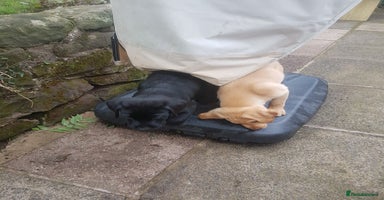 Labrador Retriever dogs - Advert 5