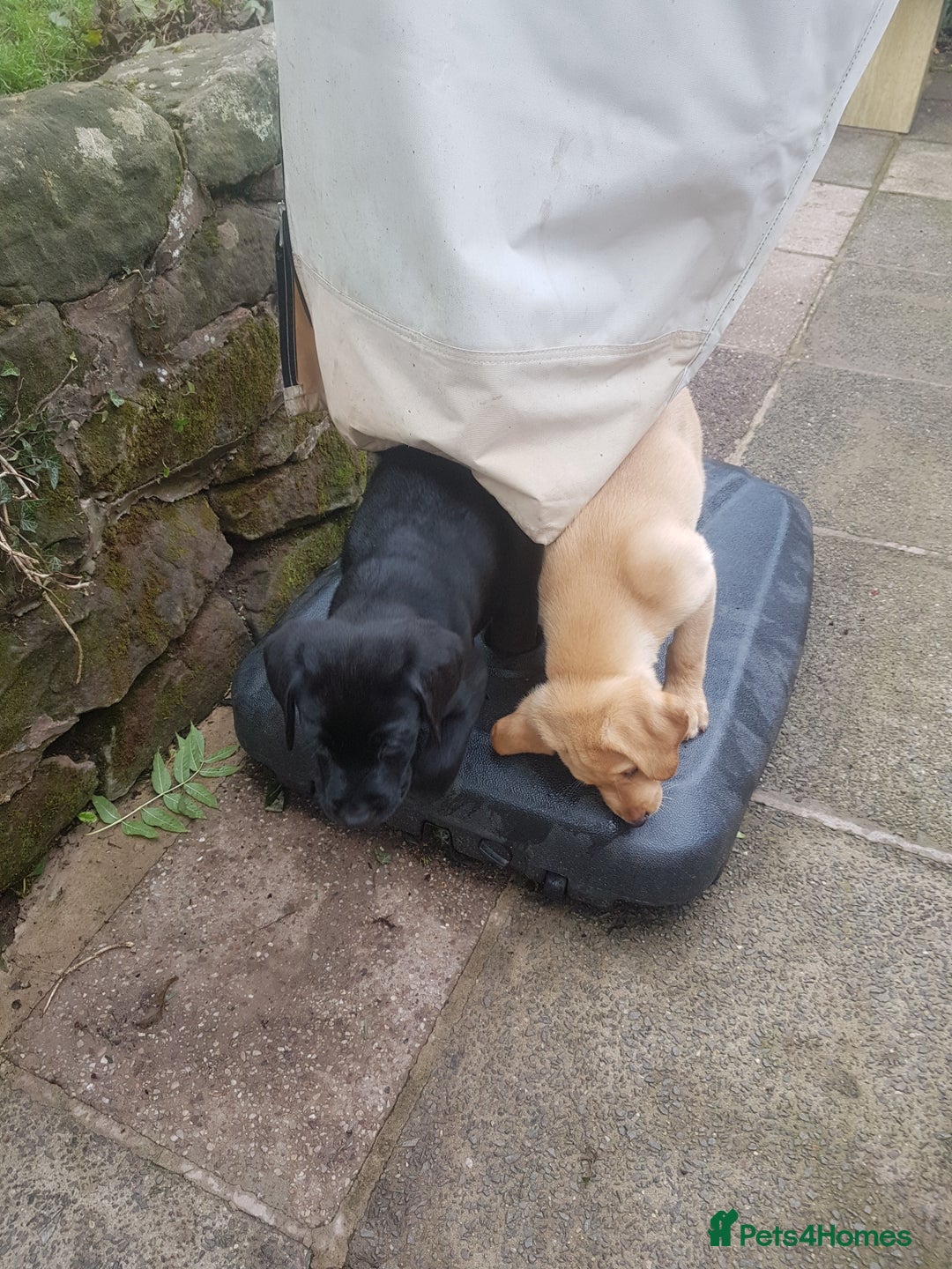 Labrador Retriever dogs for sale: KC Registered Labrador puppies  - Image 5