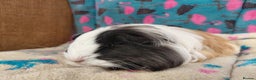 Guinea Pig rodents for sale: Baby Longhaired/ Longhaired Retired Young Adults. - Advert 11
