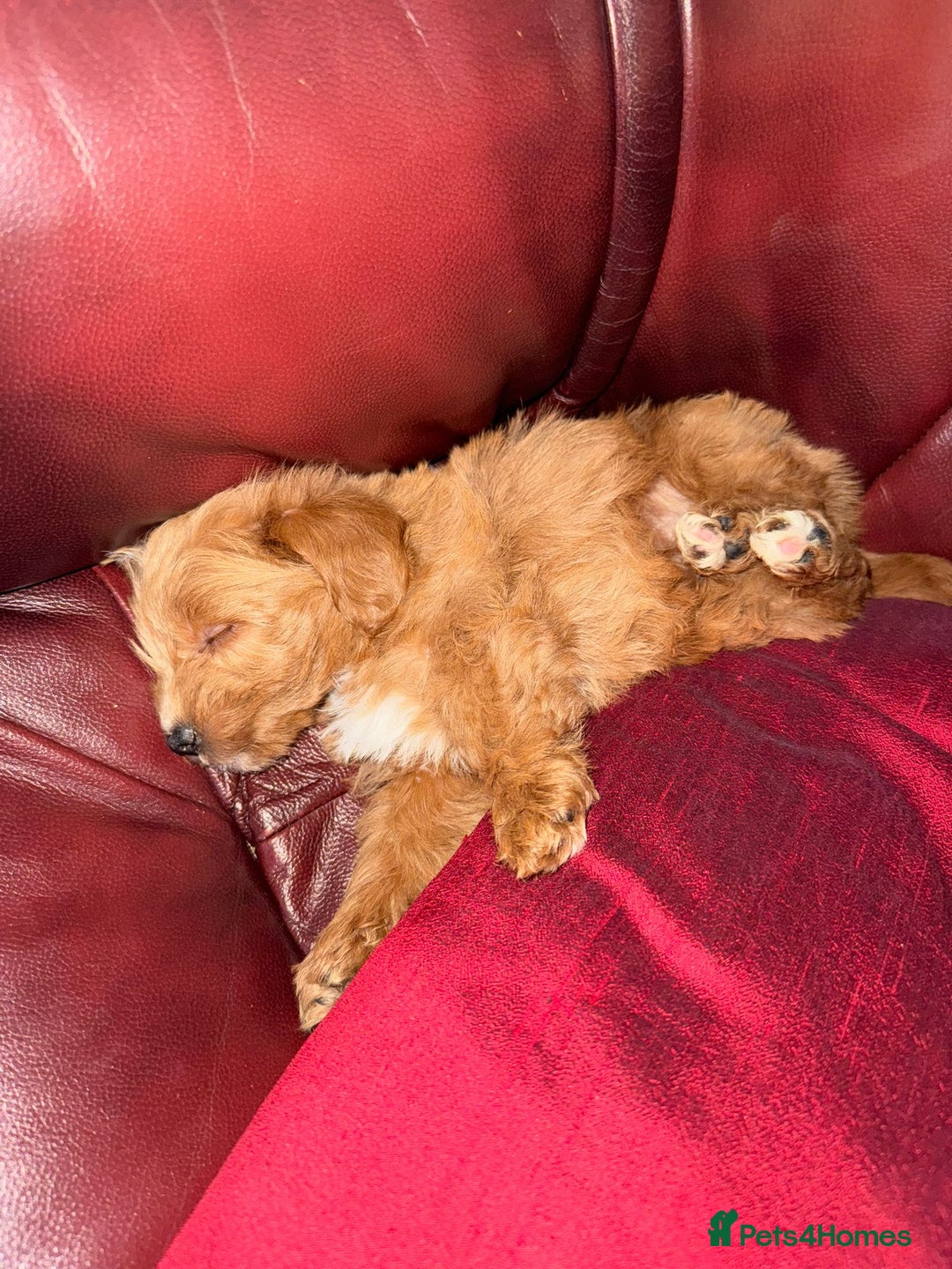 Jackapoo dogs for sale: Toy Jackapoo Puppies (Jack Russell x Toy Poodle) - Advert 3