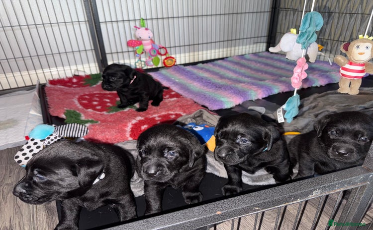 Labrador Retriever dogs KC registered Labrador - Advert 15