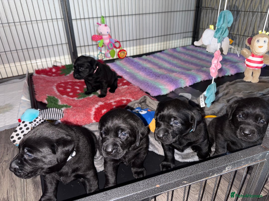 Labrador Retriever dogs for sale: (REDUCED) KC registered Labradors  - Advert 7