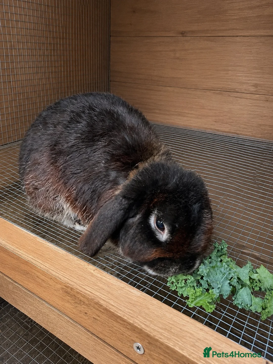 Mini Lion Lop rabbits for sale: 3 year old bunnies need rehoming  - Advert 3