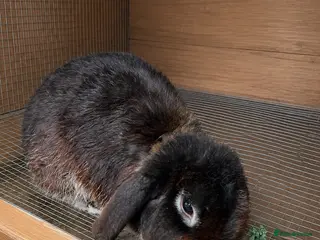 Mini Lion Lop rabbits 3 year old bunny needs rehoming - Advert 1