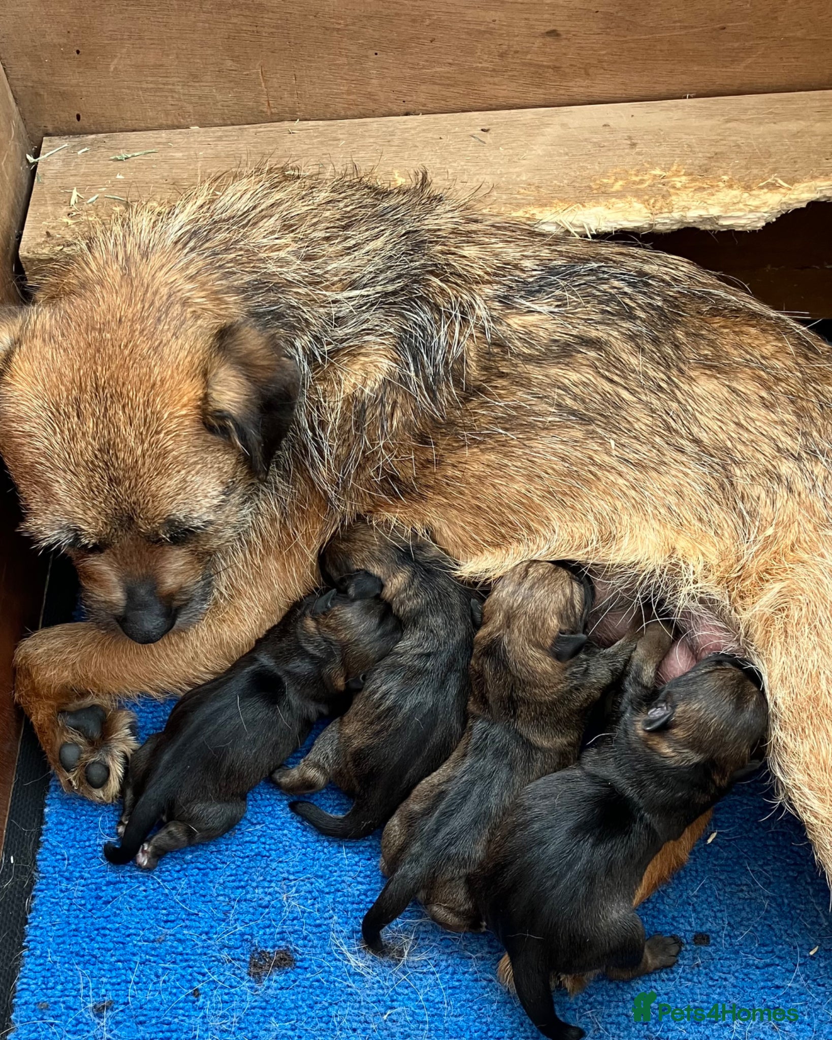 Border Terrier dogs K.C registered border terrier puppies - Advert 7