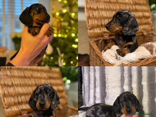 Miniature Dachshund dogs Kc reg smooth haired miniature dachshund - Advert 6