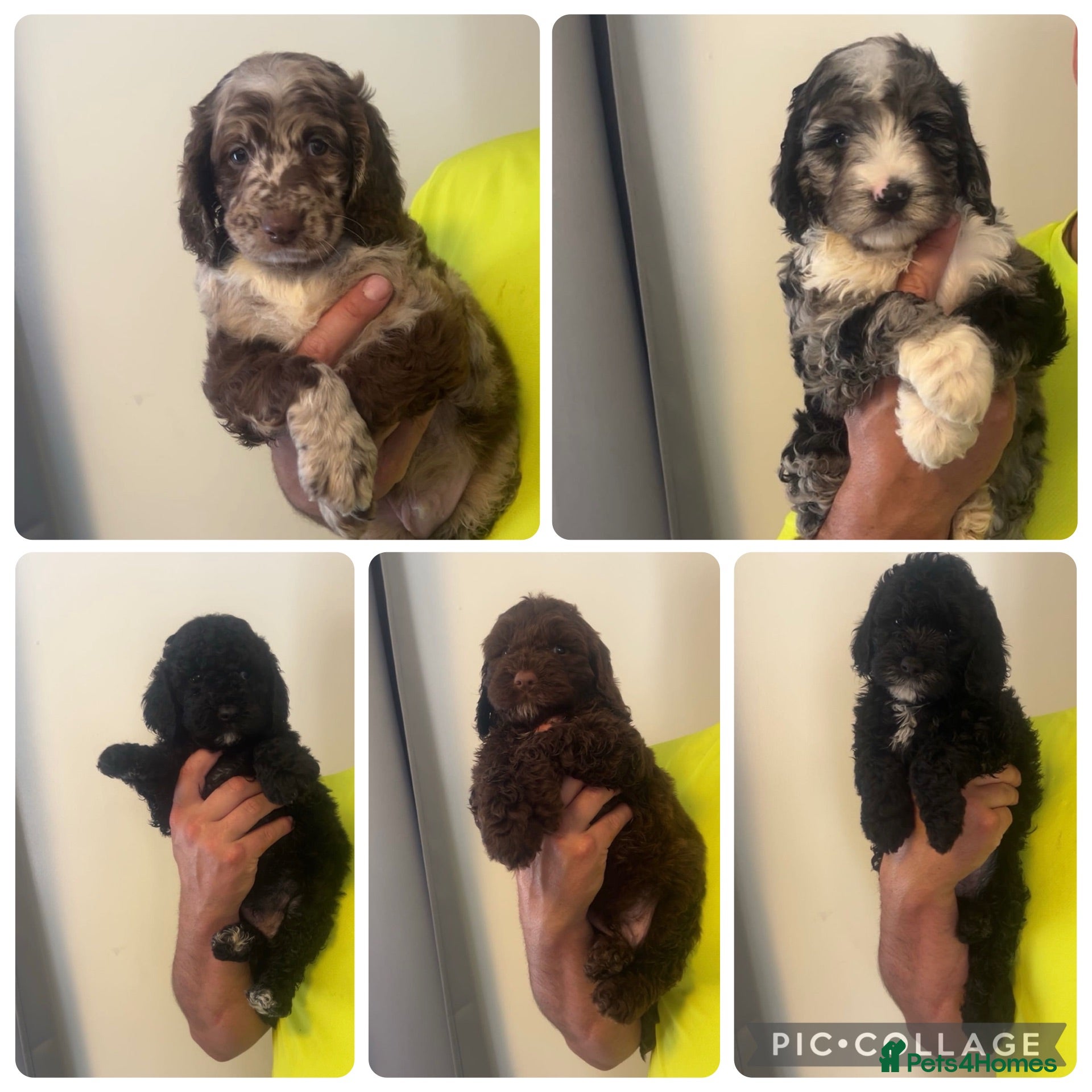 Sproodle dogs STUNNING F2 MERLE SPROODLES - Advert 3