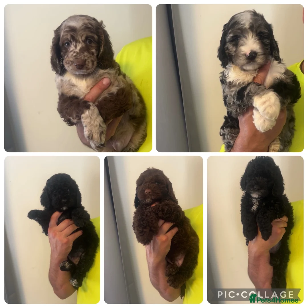 Sproodle dogs for sale: STUNNING F2 MERLE SPROODLES - Advert 1