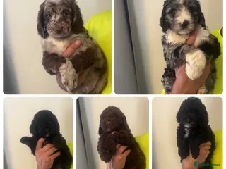 Sproodle dogs STUNNING F2 MERLE SPROODLES - Advert 3