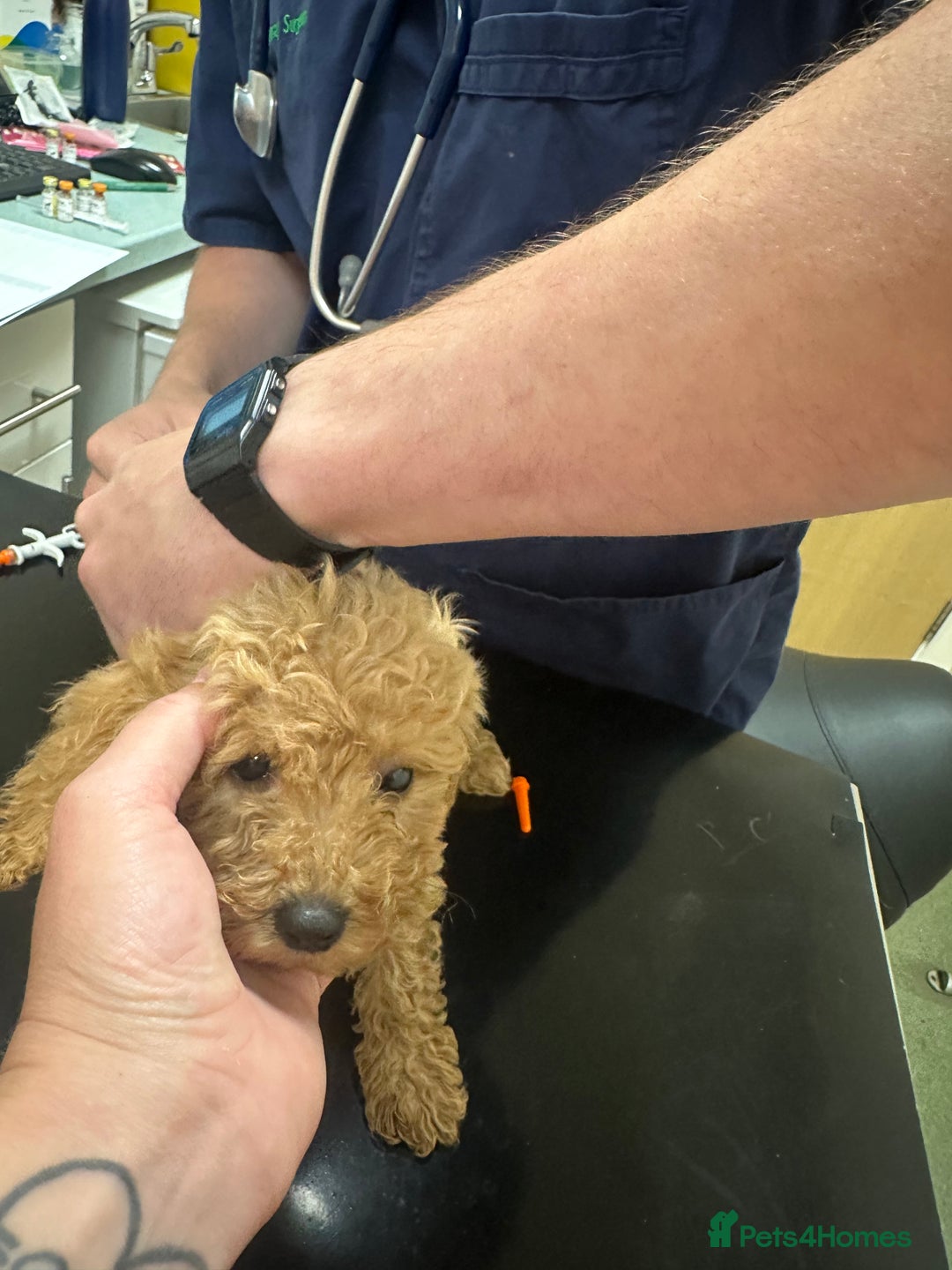 Cockapoo dogs for sale: Reduced F3 Cockapoo READY to leave 21st July  - Image 12