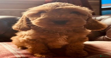 Cockapoo dogs - Advert 15