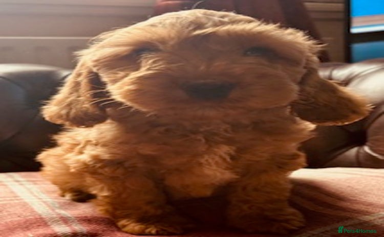Cockapoo dogs - Advert 14