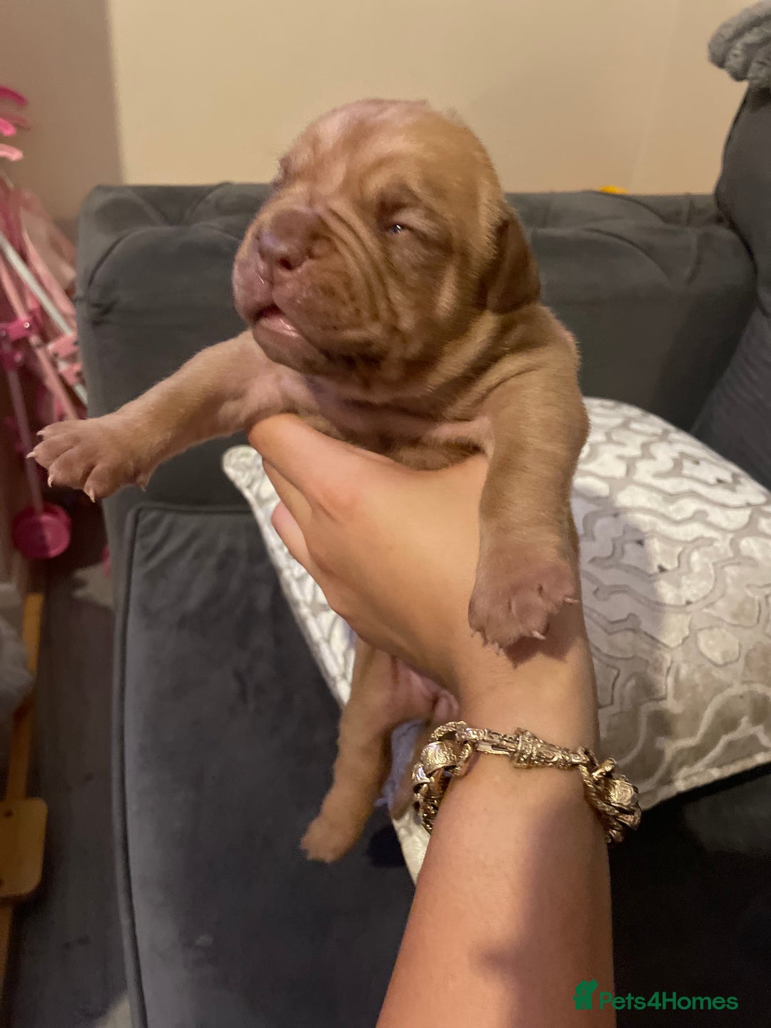 Dogue De Bordeaux dogs for sale: 3 beautiful dogue de bordeaux puppies for sale - Advert 12