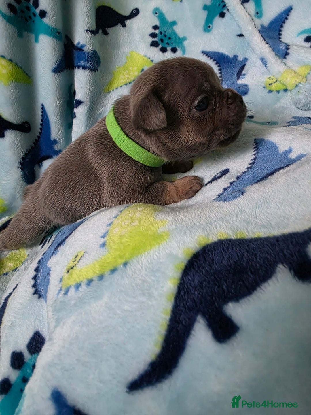 French Bulldog dogs for sale: BEAUTIFUL FRENCH BULLDOG PUPPIES  - Advert 15