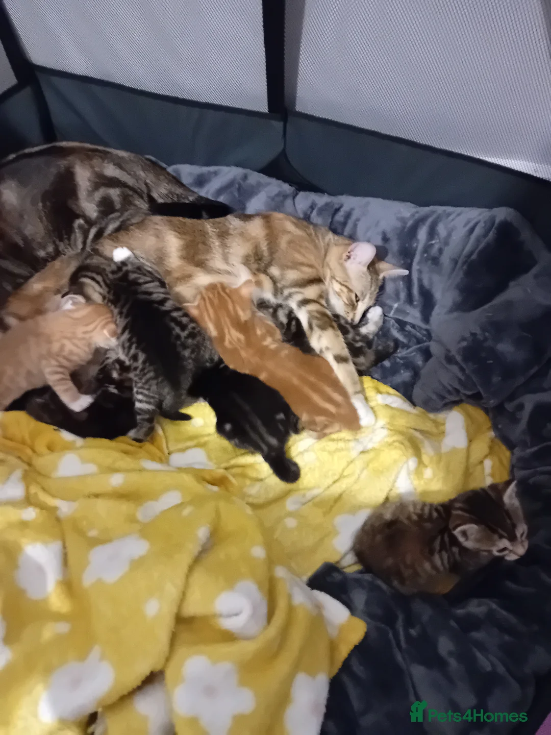 Bengal cats for sale: Bengal Kittens - Advert 5