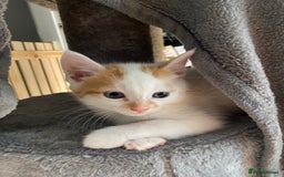 British Shorthair cats for sale: 3 beautiful British Shorthair Kittens  - Image 5