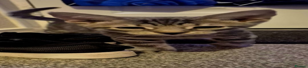 Mixed Breed Kitten 2