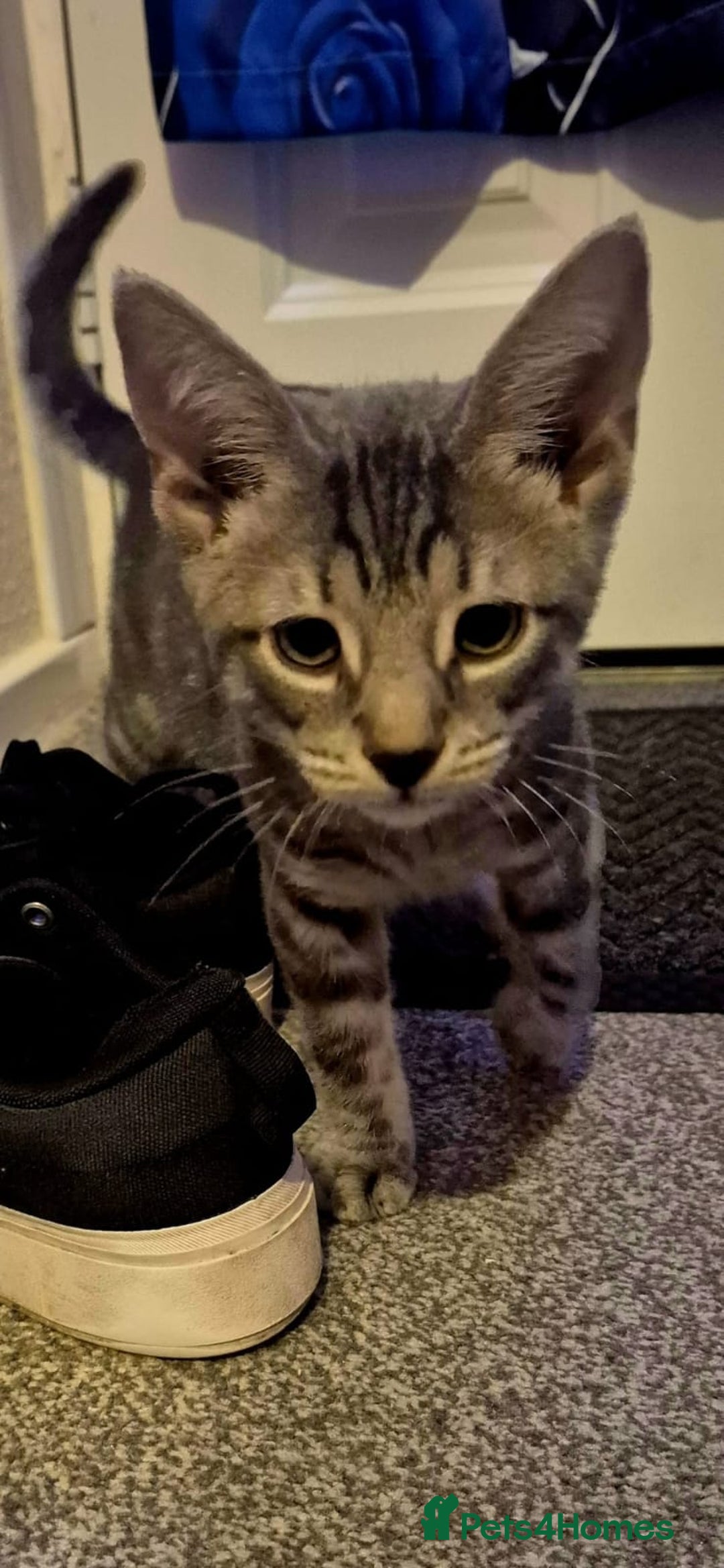 Mixed Breed cats for sale: Male and female kittens 6 months old  - Image 2