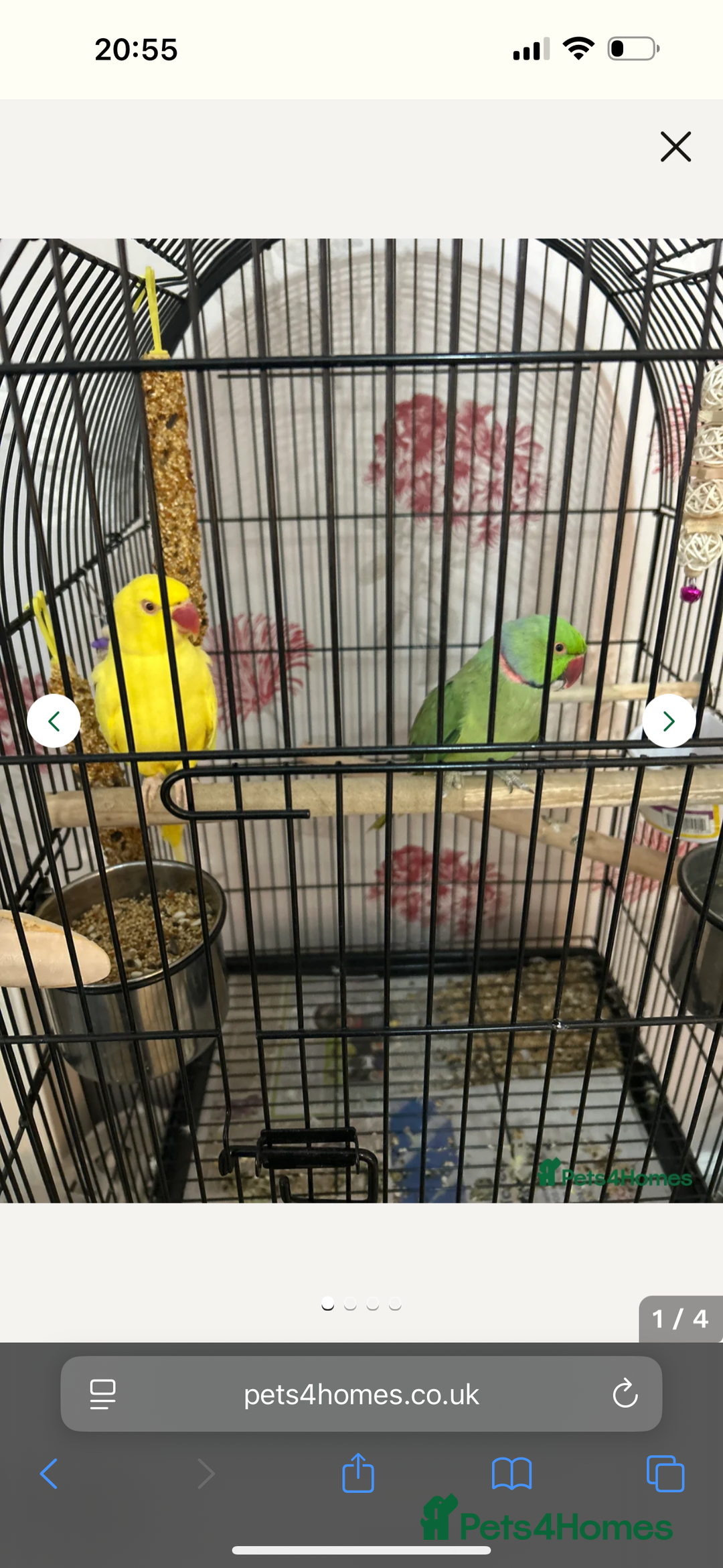 Parakeets birds for sale: Green Male Indian ring neck  - Image 2