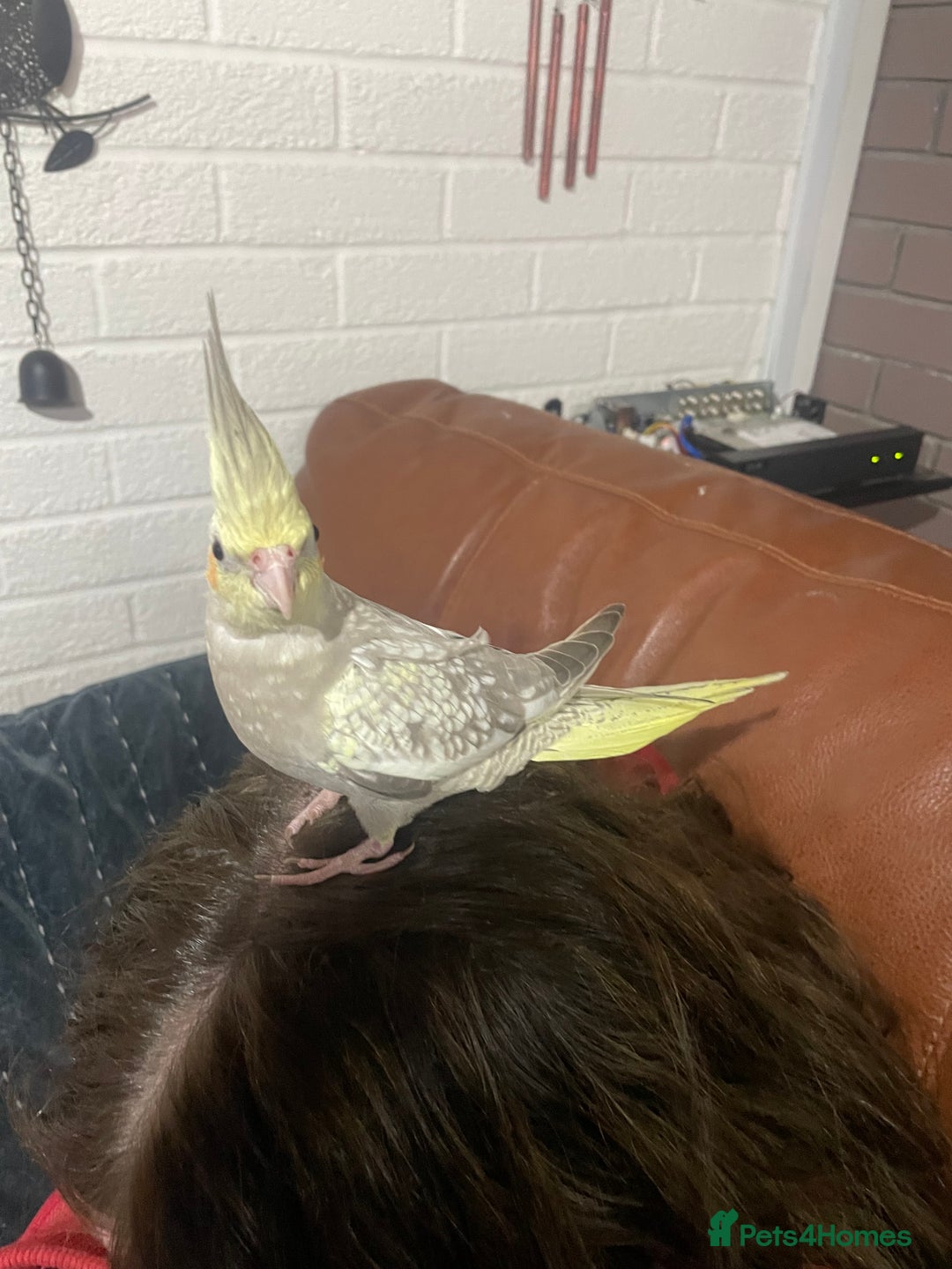 Cockatiels birds for sale: Baby pearl cockatiel hand tame and friendly  - Advert 2