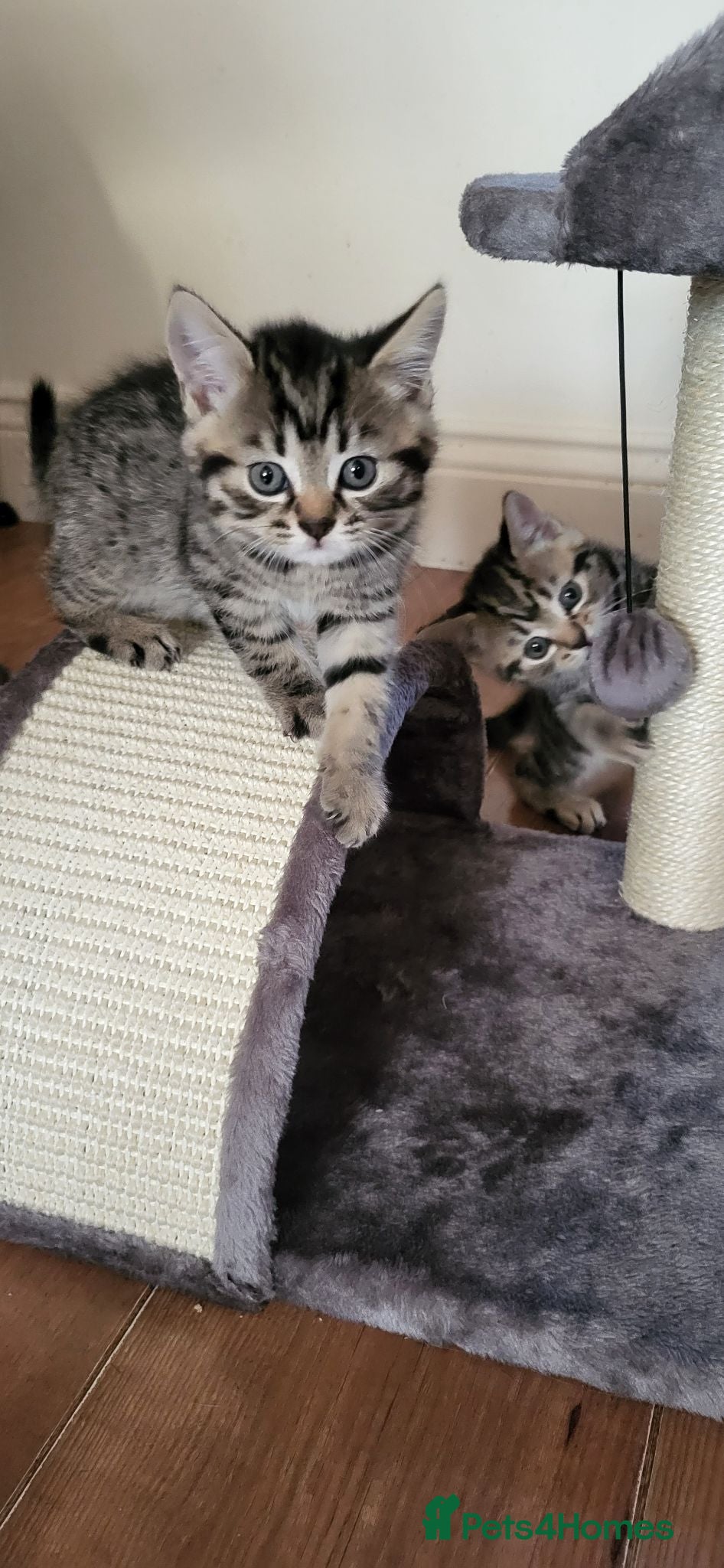 Mixed Breed cats Cute playful 5 kittens - Advert 11