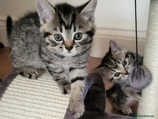 Mixed Breed cats Cute playful 5 kittens - Advert 11