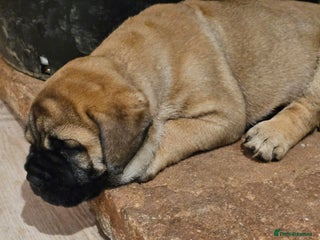 Bullmastiff dogs Quality Health Tested KC Bullmastiffs - Advert 13