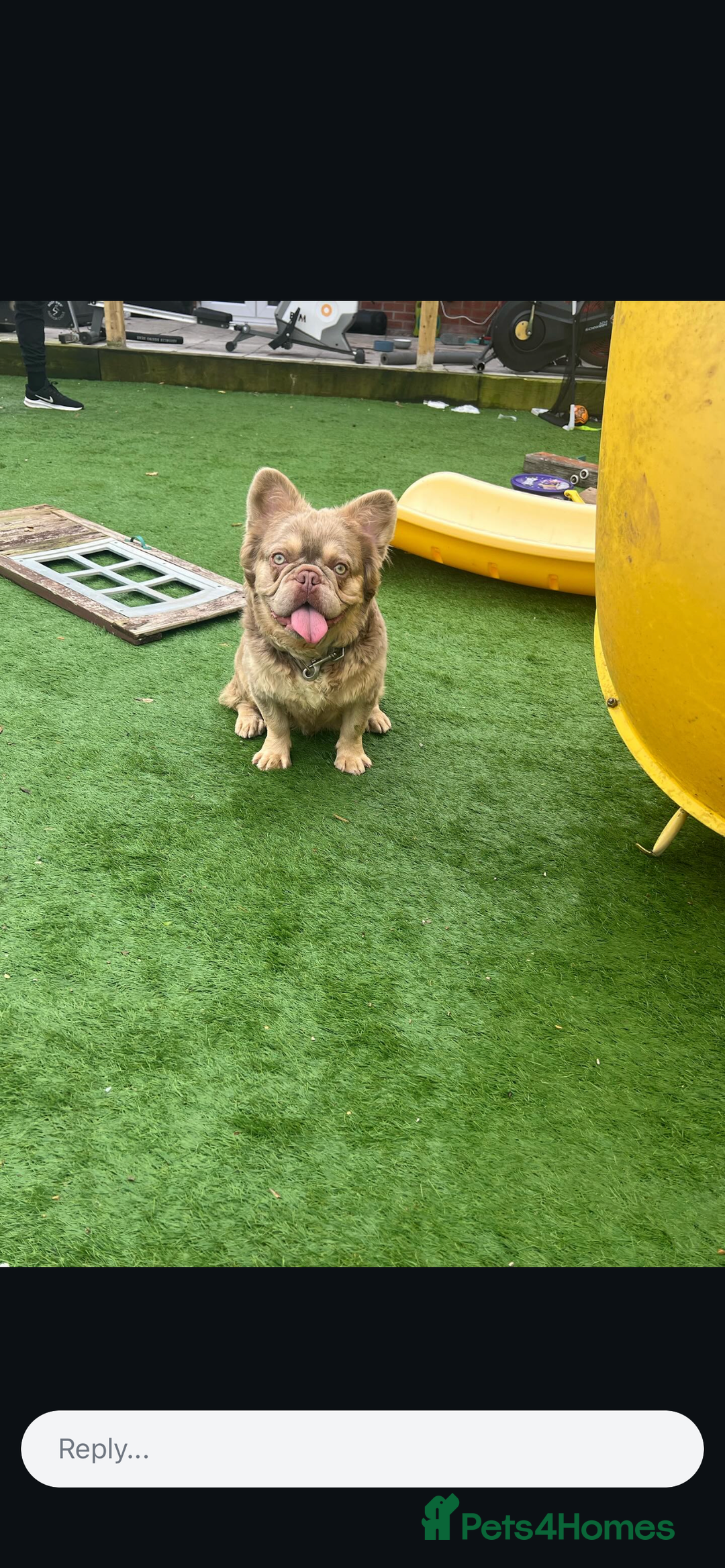 French Bulldog dogs for stud: Visual fluffy new shade boy Fluffiest in the UK  in Manchester - Advert 3
