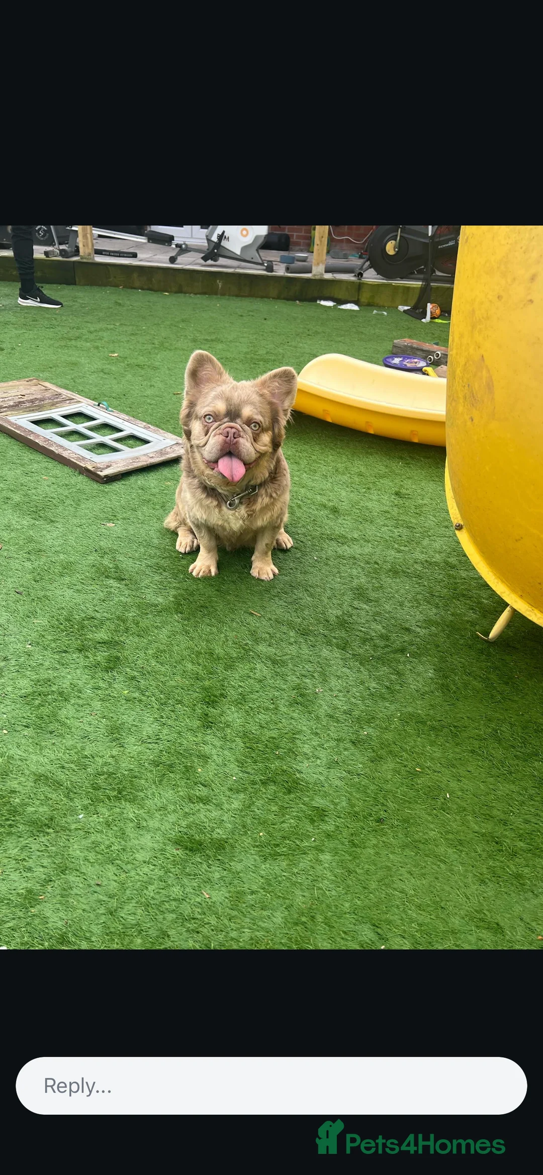 French Bulldog dogs for stud: Visual fluffy new shade boy Fluffiest in the UK  in Manchester - Advert 3