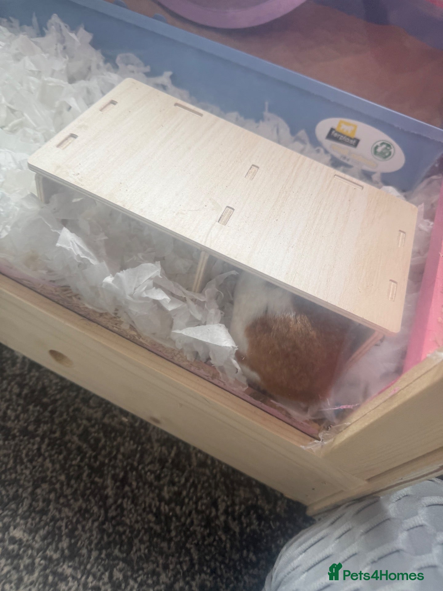 Hamster rodents Syrian hamster free to a good home  - Advert 1