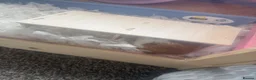 Hamster rodents for sale: Syrian hamster free to a good home  - Advert 1