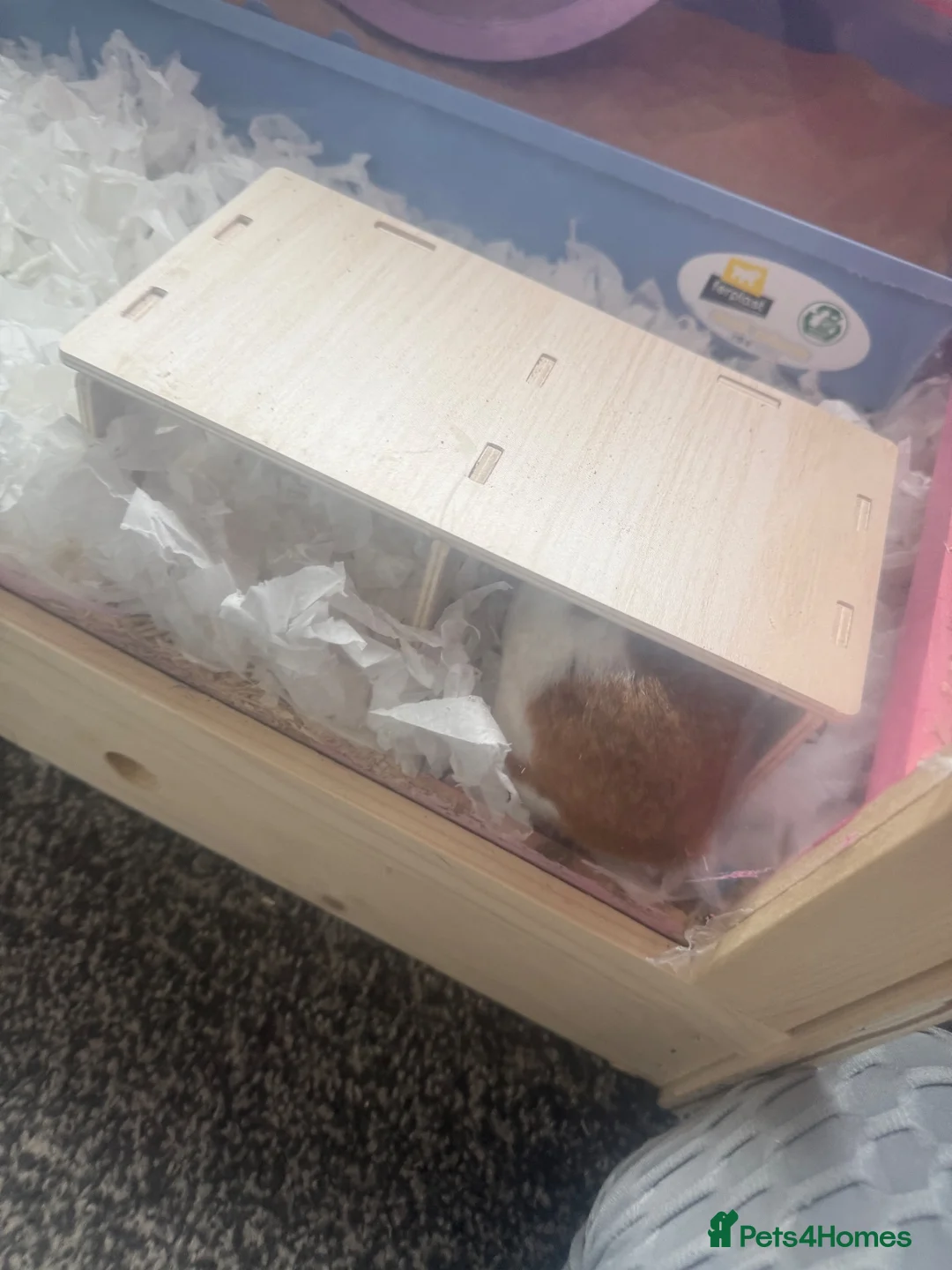 Hamster rodents for sale: Syrian hamster free to a good home  - Advert 1