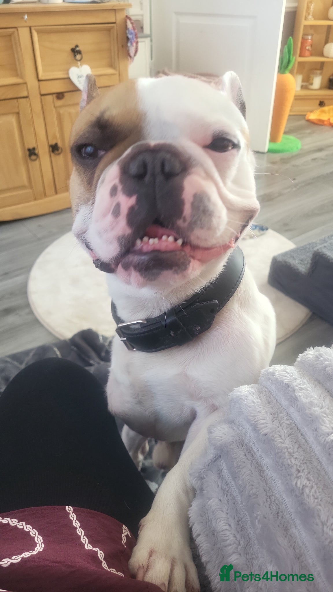 French Bulldog dogs Rocco 3 legged frenchie - Advert 1