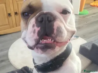 French Bulldog dogs Rocco 3 legged frenchie - Advert 1