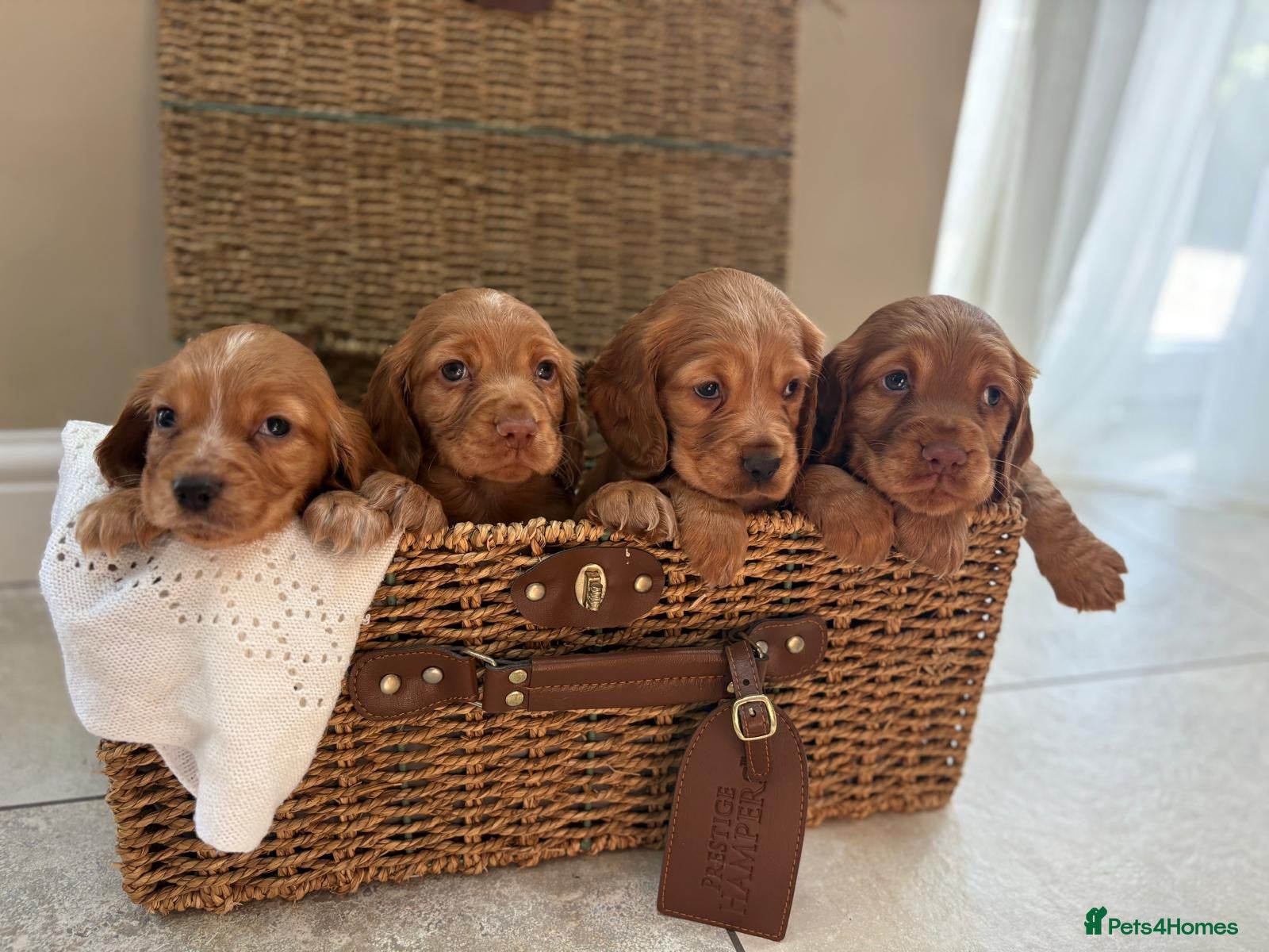 Cocker Spaniel dogs Stunning KC cocker spaniels  - Advert 7