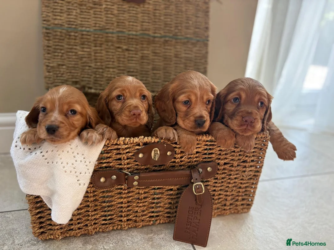 Cocker Spaniel dogs for sale: Stunning KC cocker spaniels  in Doncaster - Advert 1