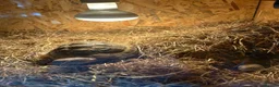 Hermann Tortoise reptiles for sale: Harry needs a new home  in Deeside - Advert 2
