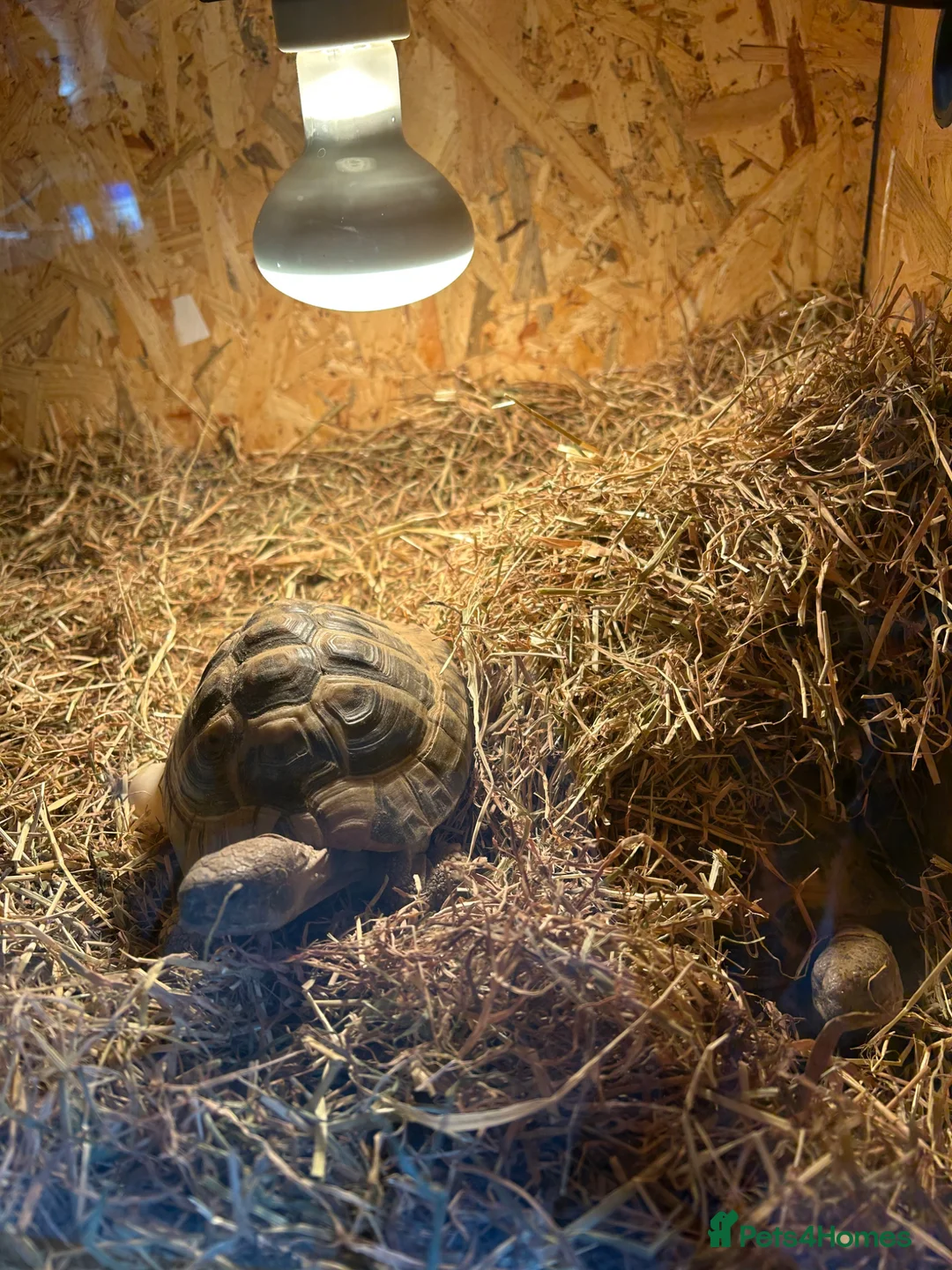 Hermann Tortoise reptiles for sale: Harry needs a new home  in Deeside - Advert 2