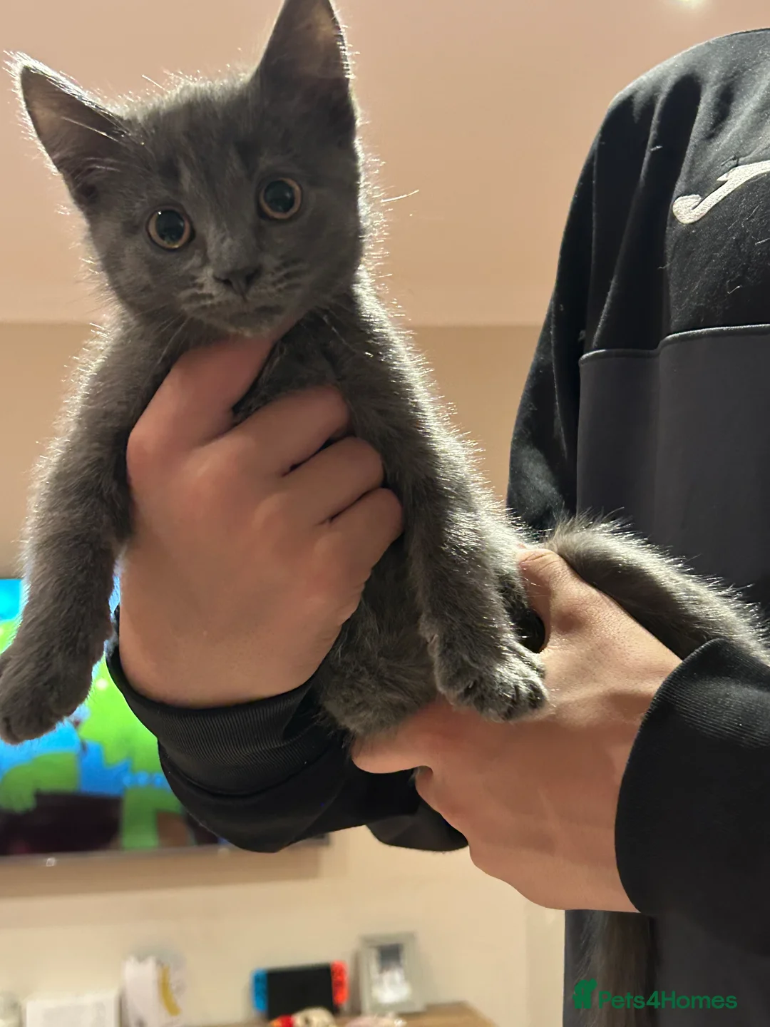 Mixed Breed cats for sale: 5 Adorable Kittens ready for their forever homes - Advert 9