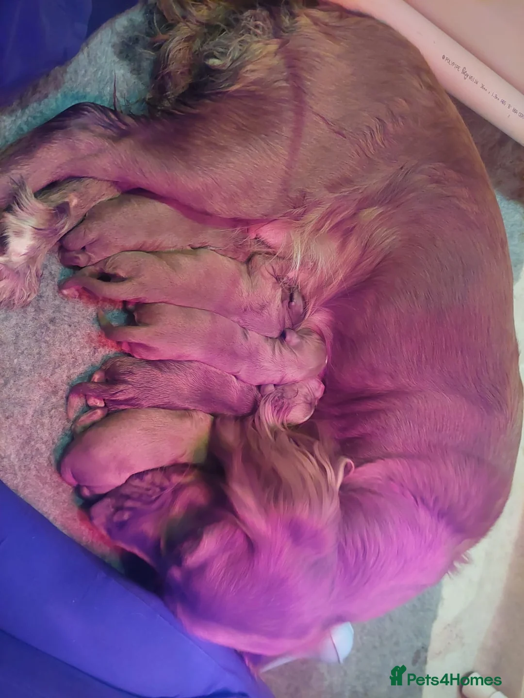 Cocker Spaniel dogs for stud: Gorgeous Red Cocker Spaniel Stud in Saint Austell - Advert 16